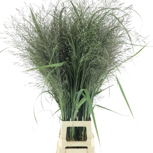 Panic Vir Dallas Blues Extra