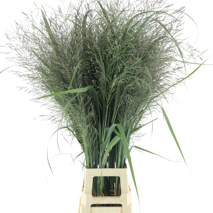 <h4>Panic Vir Dallas Blues Extra</h4>