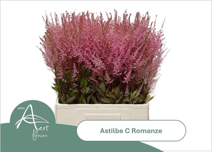 <h4>ASTIL C ROMANZE</h4>