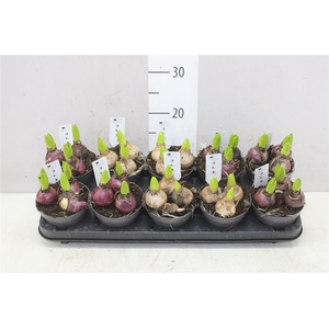 Hyacinthus Gemengd 3pp