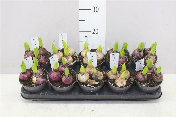 <h4>Hyacinthus Gemengd 3pp</h4>