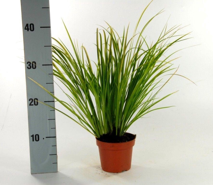 <h4>Acorus Ogon p12</h4>