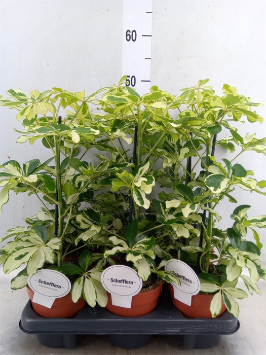 <h4>Schefflera arbor. 'Charlotte'</h4>