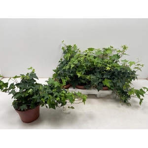 Hedera Helix Pittsburgh 13Ø 30cm