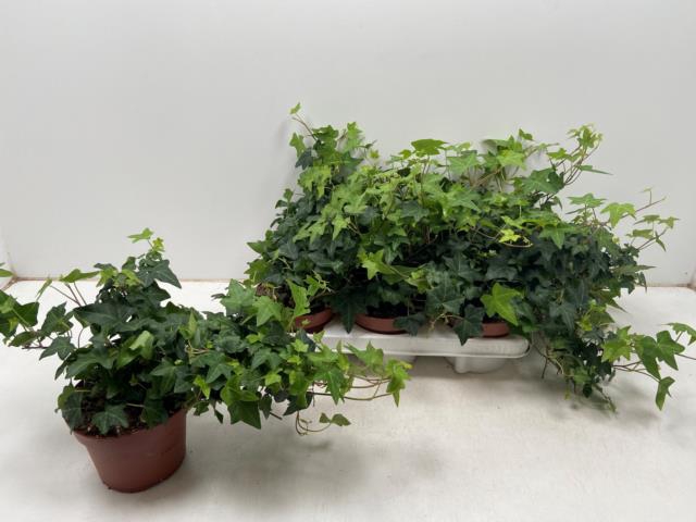 Hedera Helix Pittsburgh 13Ø 30cm