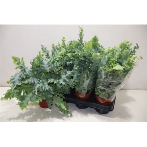 arr8 Phlebo A Davana