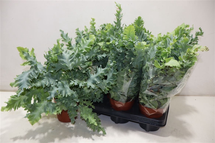 <h4>arr8 Phlebo A Davana</h4>