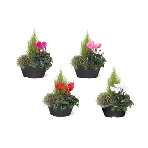 PERKPL GEM IN POT
