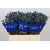 Eryngium Blue Dynamite