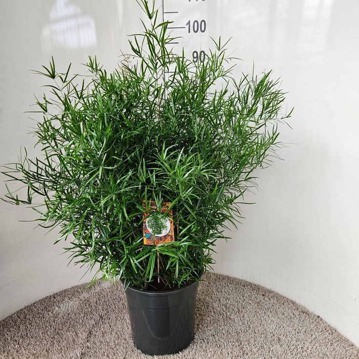 <h4>Asparagus falcatus</h4>