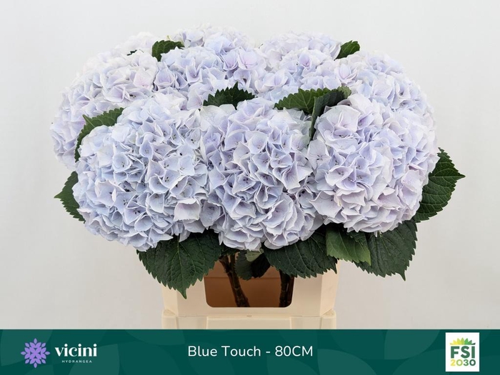 <h4>HYDR M MY PINKTOU BL</h4>