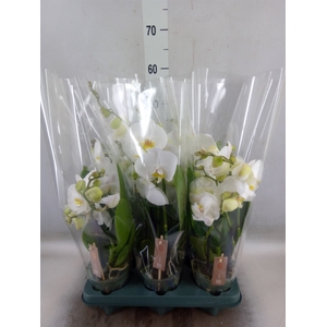 Phalaenopsis  'Spirit White'