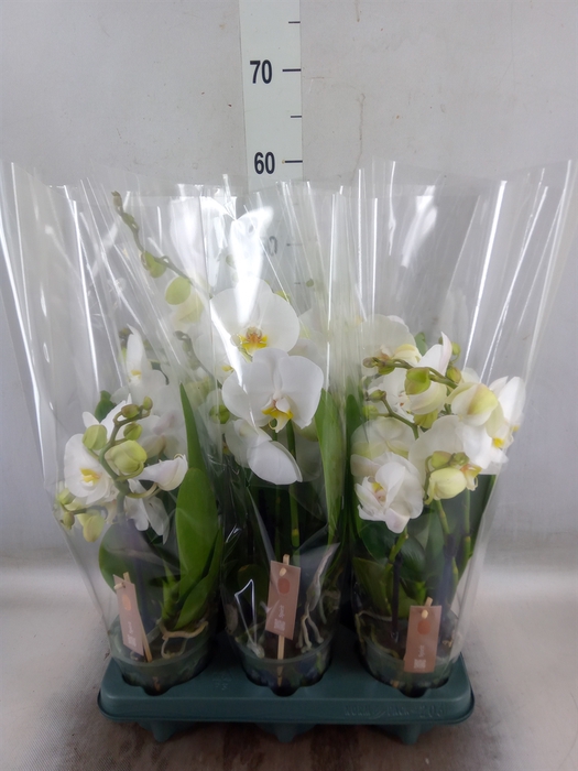 <h4>Phalaenopsis  'Spirit White'</h4>