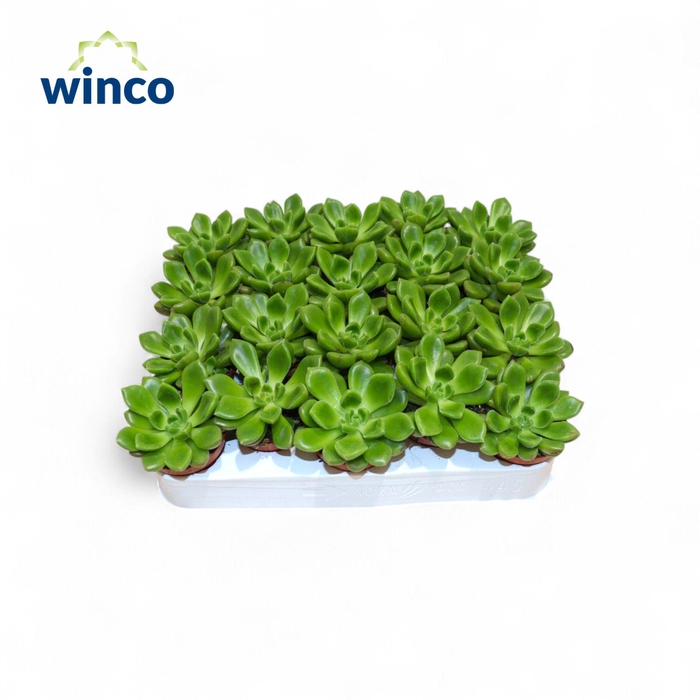 <h4>Echeveira Yummie</h4>