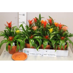 ARR BROMELIA