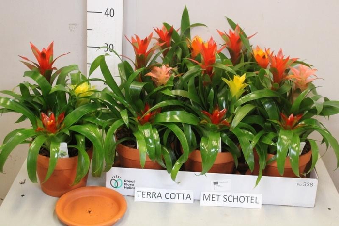 <h4>ARR BROMELIA</h4>