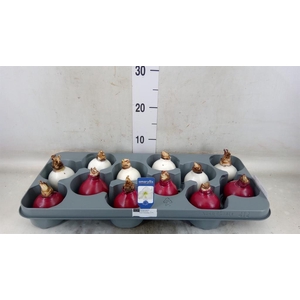 Hippeastrum   ...flowerbulbs