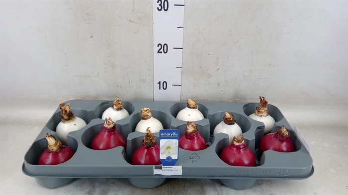 <h4>Hippeastrum   ...flowerbulbs</h4>