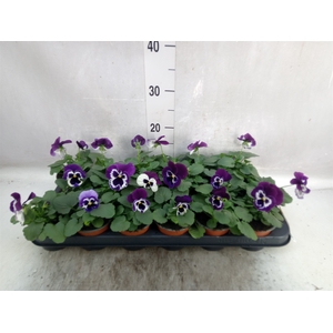 Viola wr. 'Alpha Purple White'