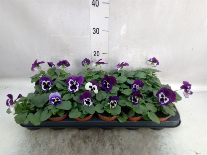 Viola wr. 'Alpha Purple White'