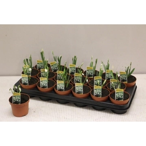 GALANTHUS NIV IN POT