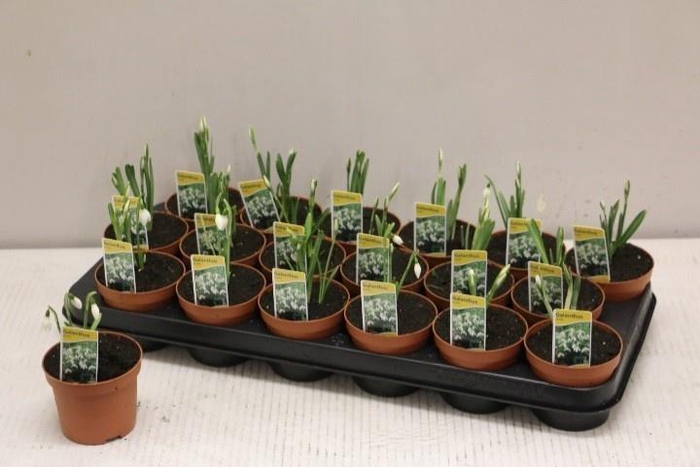 <h4>GALANTHUS NIV IN POT</h4>