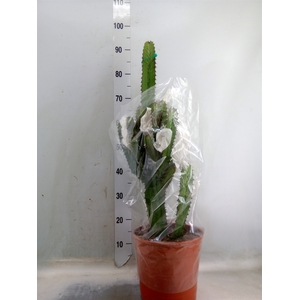 Euphorbia acrurensis
