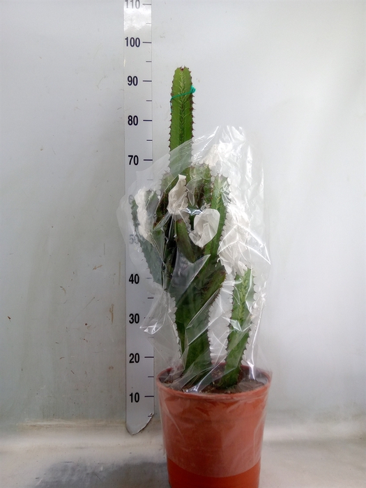 <h4>Euphorbia acrurensis</h4>