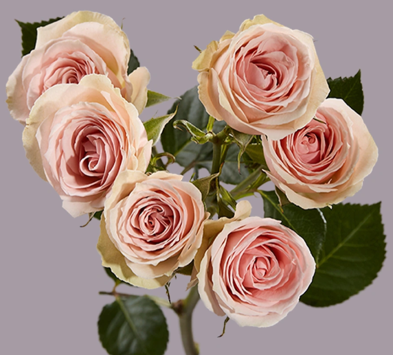 <h4>R TR BS VELA Tessa</h4>