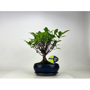 Ficus retusa, 19 cm., broom, with driptray