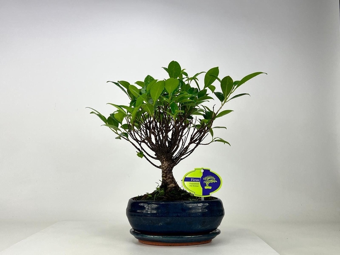 <h4>Ficus retusa, 19 cm., broom, with driptray</h4>