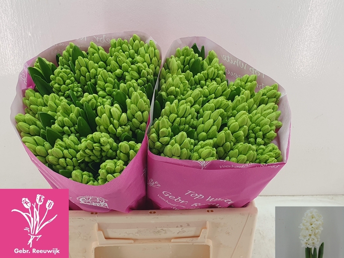 <h4>HYAC TOP WHITE</h4>