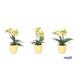 Hugo Citrus Tiny Dolls Geel 2T10+ Aqu@