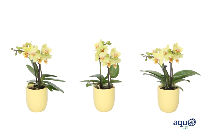 <h4>Hugo Citrus Tiny Dolls Geel 2T10+ Aqu@</h4>