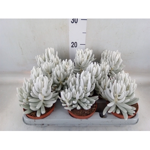 Senecio   ...