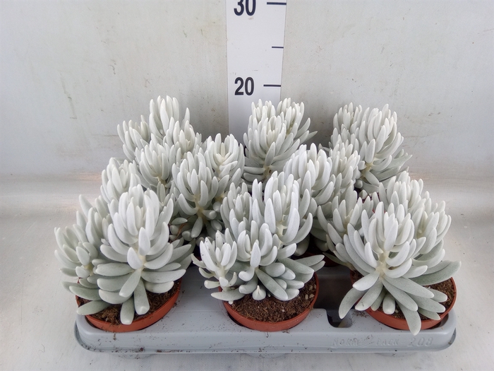 <h4>Senecio   ...</h4>