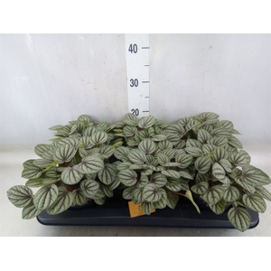 Peperomia