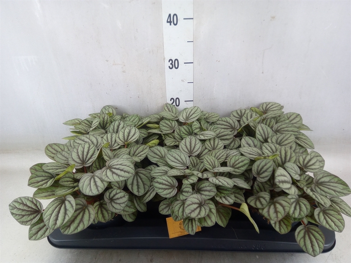 <h4>Peperomia</h4>