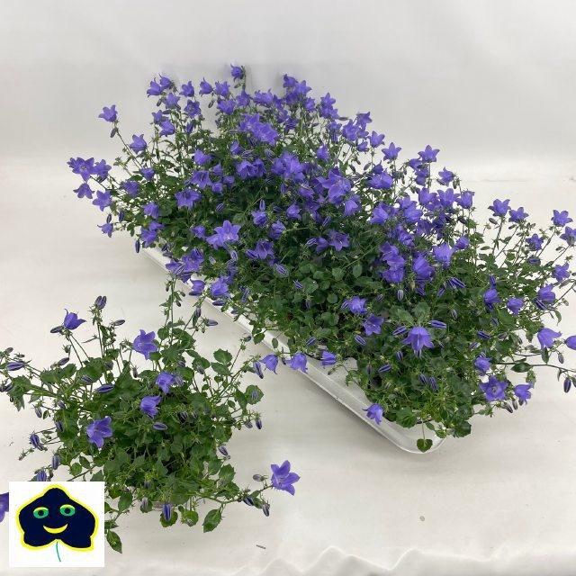 <h4>CAMP ST SPRING BELL</h4>