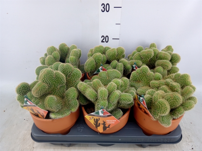 <h4>Cactus   ...</h4>