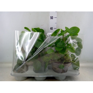 Pilea peperomoides