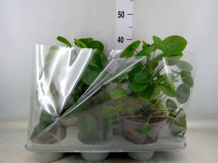 <h4>Pilea peperomoides</h4>