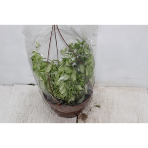 AESCHYNANTHUS C21