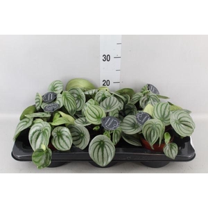 Peperomia