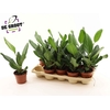 Ficus Beng Audrey