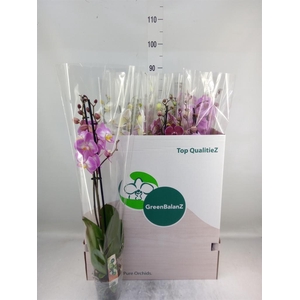 Phalaenopsis   ...mix