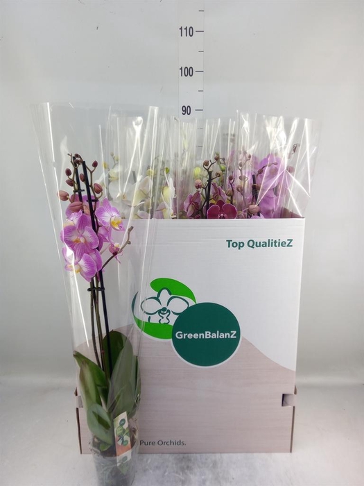 <h4>Phalaenopsis   ...mix</h4>