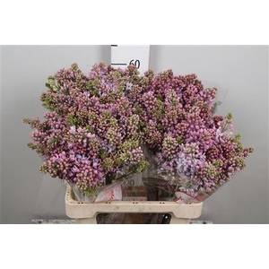 Syr V Lavaliensis 4+