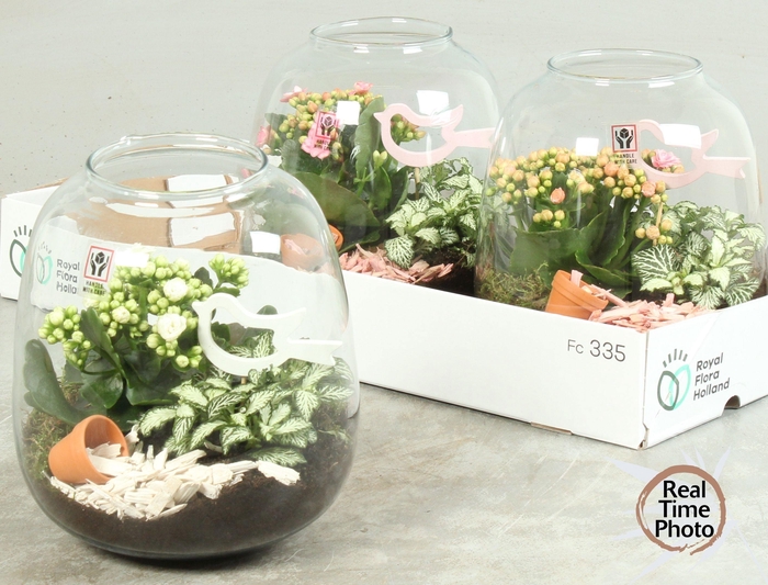 <h4>ARR KAMERPL</h4>