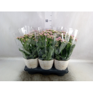 Kalanchoe  'RoseFlow Graceful Pink'